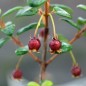Preview: Ugni - Chilenische Guave (Pflanze)
