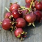 Preview: Ugni - Chilenische Guave (Pflanze)