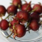 Preview: Ugni - Chilenische Guave (Pflanze)