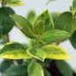 Preview: Ugni Variegata (Pflanze)