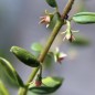 Preview: Ugni Variegata (Pflanze)