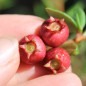 Preview: Ugni Villarica Strawberry (Pflanze)