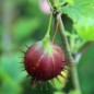 Preview: - Kopie - Kopie - Kopie