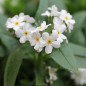 Preview: Vergissmeinnicht White (Samen)