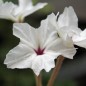 Preview: Vier-Uhr-Blume (Samen)