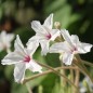 Preview: Vier-Uhr-Blume (Samen)