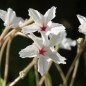 Preview: Vier-Uhr-Blume (Samen)