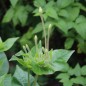 Preview: Vier-Uhr-Blume (Samen)