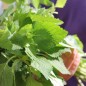 Preview: Vietnamesische Melisse Kinh Gioi (Samen)