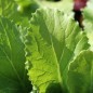 Preview: Wa Wa Gai Choi (Samen)