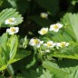 Preview: Neu! Walderdbeere Schwarze Hubertus (Pflanze)