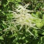 Preview: Wald-Geissbart (Samen)
