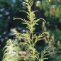 Preview: Wald-Geissbart (Samen)