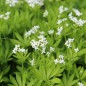 Preview: Waldmeister (Samen)