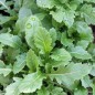 Preview: Wasabi-Rauke (Samen)