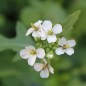 Preview: Wasabi-Rauke (Samen)