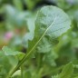 Preview: Wasabi-Rauke (Samen)