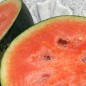 Preview: Wassermelone Blacktail Mountain