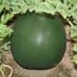 Preview: Wassermelone Blacktail Mountain (Samen)