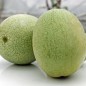 Preview: Wassermelone Ali Baba (Samen)