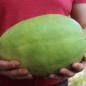 Preview: Wassermelone Ali Baba (Samen)