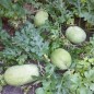 Preview: Wassermelone Ali Baba (Samen)