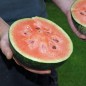 Preview: Wassermelone Blacktail Mountain (Samen)