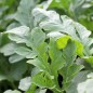 Preview: Wassermelone Cream of Sasketchewan (Samen)