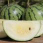 Preview: Wassermelone Cream of Sasketchewan (Samen)