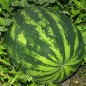 Preview: Wassermelone Mountain Sweet Yellow (Samen)