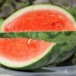 Preview: Wassermelone Strawberry (Samen)