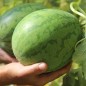 Preview: Wassermelone Strawberry (Samen)