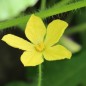 Preview: Wassermelone Sweet Siberian (Samen)