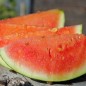 Preview: Wassermelone Wilson's Sweet (Samen)