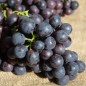 Preview: Erdbeerwein Concord (Pflanze)