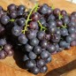 Preview: Erdbeerwein Concord (Pflanze)
