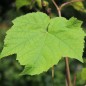 Preview: Wein Himrod (Pflanze)