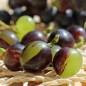 Preview: Wein Tressot Panaché (Pflanze)