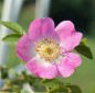 Preview: Weinrose (Pflanze)