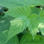 Preview: Weiße Zimthimbeere (Pflanze)