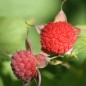 Preview: Weiße Zimthimbeere (Pflanze)