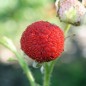 Preview: Weiße Zimthimbeere (Pflanze)