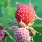 Preview: Weiße Zimthimbeere (Pflanze)