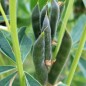 Preview: Weiße Süßlupine (Samen)