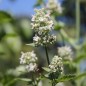Preview: Weiße Melisse