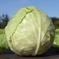 Preview: Weißkohl Copenhagen (Samen)