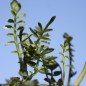 Preview: Wiesenschaumkraut (Samen)