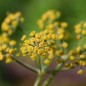 Preview: Wilder Fenchel Typ Calabrien (Samen)