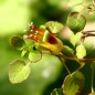 Preview: Wildfuchsie großfrüchtig (Pflanze)