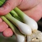Preview: Winterheckezwiebel Rein Weiße (Samen)